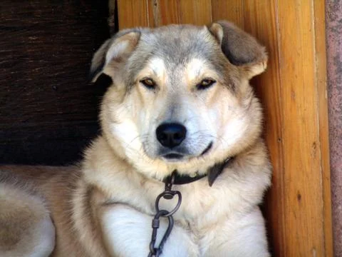 A dog is watching - pets Stock-Fotos