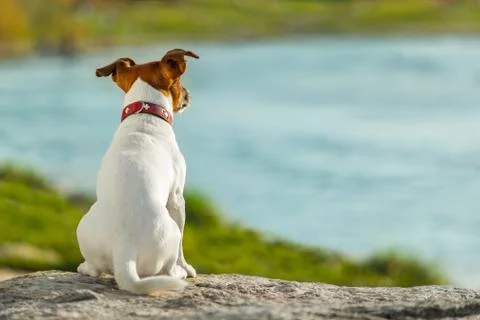 Dog watching Foto stock