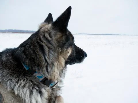 Dog Watching Stockfoto's