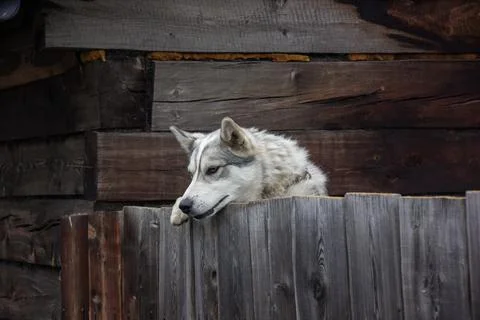 Dog watching Stock Photos