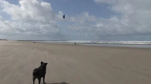 Dog Watching Roller-Kiter Stock Footage 7728232