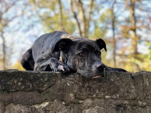 The dog is watching something Stock Photos