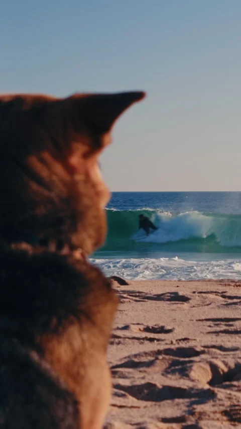Dog watching surfer from beach during golden sunset light. Stock Footage 337316899
