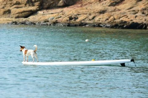 Dog on water board Stock Photos
