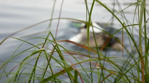 Dog in water Video stock 11633971