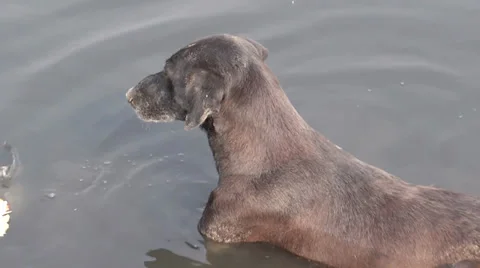 A dog in water Stock Footage 32859914