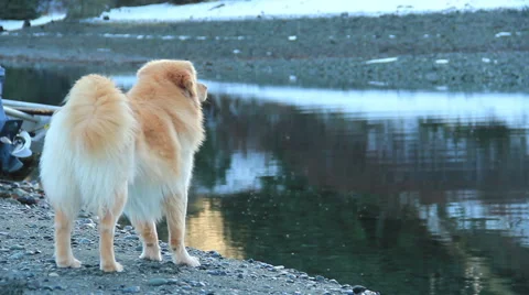 Dog by water 動画素材 51513247