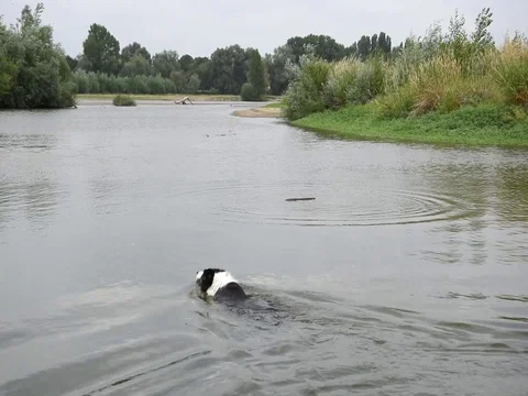 Dog in the water Stock Footage 76968106