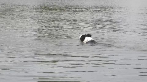 Dog in the water Stock Footage 76968730