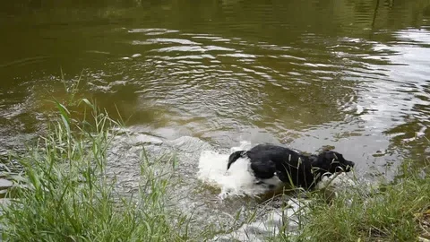 Dog in the water Stock Footage 112863287