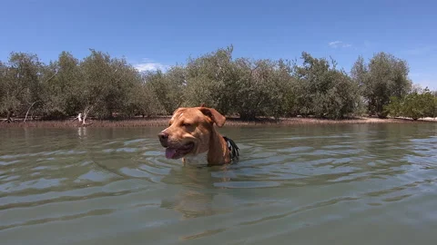Dog in the water Stock Footage 158648265
