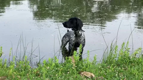 Dog in water Video stock 285588367