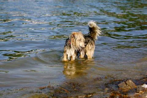 The dog in the water Foto stock