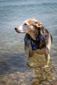 Dog in the water Stock Photos