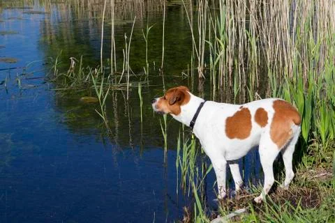 Dog by the waterside Stock Photos