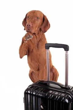 Dog waving good bye Stock Photos