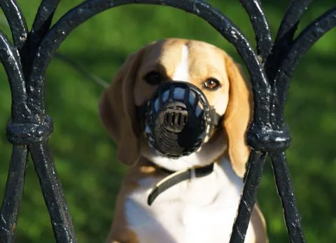 Dog wear muzzle. Selective Focus at the dog eye Stock Photos