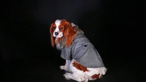 Dog Winter Spaniel wearing Stock Video Pond5