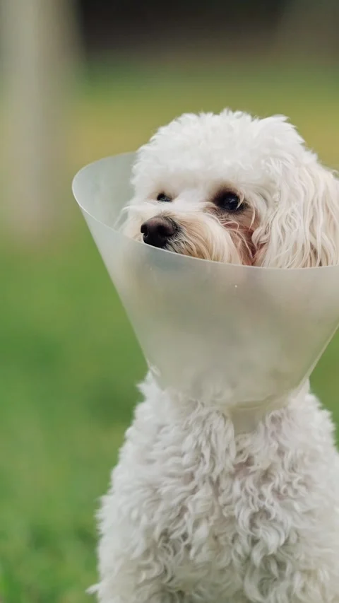 A dog wearing a cone which aids in recovery and rehabilitation, as recommended Stock Footage 339786930