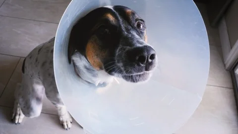 Dog Wearing an e-collar After Being Spayed Stock Footage 115513628