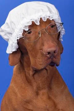 Dog wearing grandma costume Stock Photos