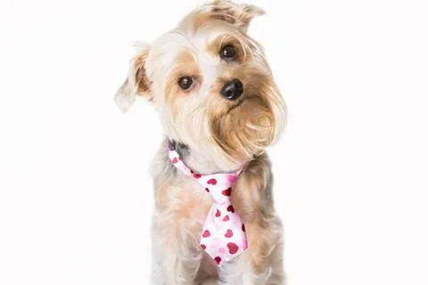 Dog wearing a hearts tie tilting head Stock Photos