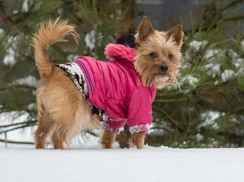 The dog is wearing a jacket Stock Photos