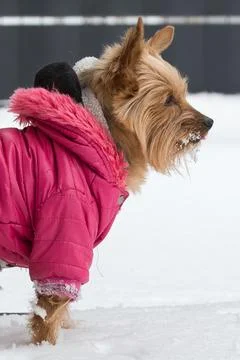 The dog is wearing a jacket Foto stock