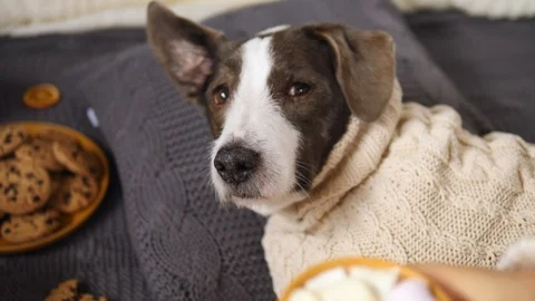 Dog Wearing Knit Sweater Lying On Bed With Woman Holding Cup Of Hot Chocolate. Stock Footage 122250853