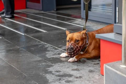 A dog that is wearing a muzzle is lying down comfortably on the ground Stock Photos