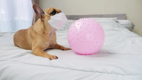 Dog wearing protective mask, visual demonstration of virus protection Stock Footage 313330546