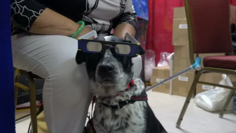 Dog wears eclipse viewing glasses at AstroCon convention. Stock Footage 313320604