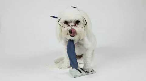 Dog Wears Eyeglasses And Tie Paw On Calculator Not Happy With Sales Stock Footage