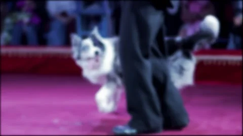 Dog weaving between legs of person performing on circus stage pink floor blurred Stock Footage 340387559