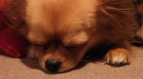 A dog at the wedding Video stock 32847751