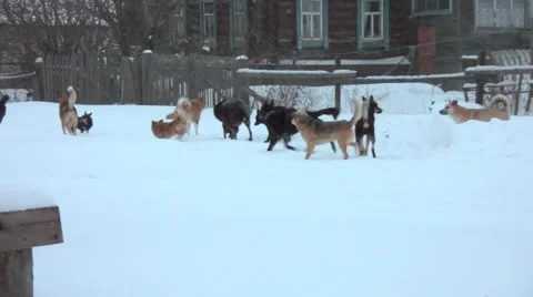 Dog wedding Stock Footage 48013480