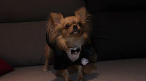 A dog in a wedding suit Video stock 32847737