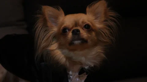 A dog in a wedding suit Stock-Footage 32847742