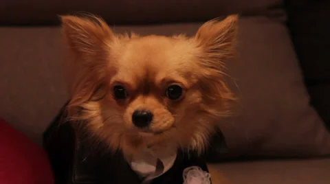 A dog in a wedding suit Video stock 32847777