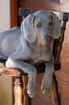Dog weimaraner Stock-Fotos