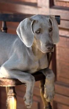 Dog weimaraner Stock Photos