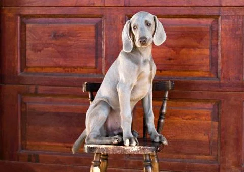 Dog weimaraner Stock Photos