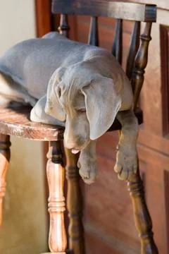 Dog weimaraner Foto stock
