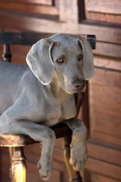Dog weimaraner Stock Photos