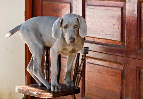 Dog weimaraner Stock Photos