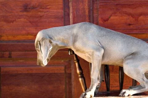 Dog weimaraner Stock Photos