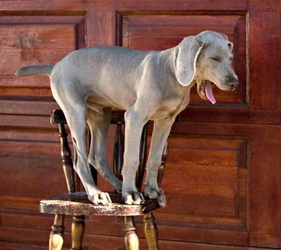 Dog weimaraner Stock Photos