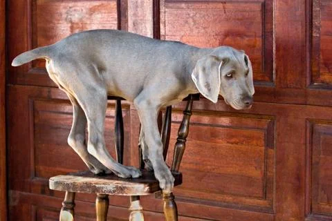Dog weimaraner Фото
