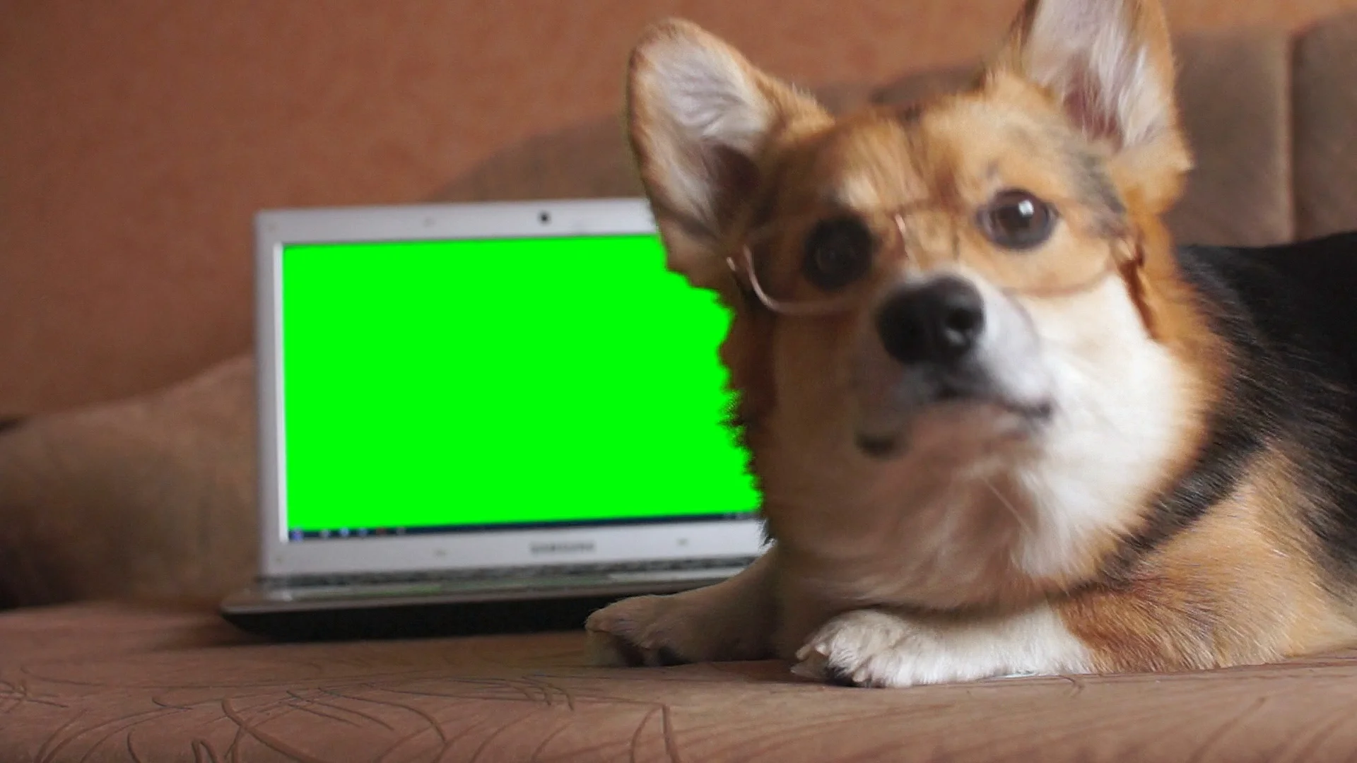 Dog Welsh Corgi Pembroke in glasses Stock Video Pond5