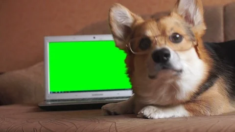 Dog Welsh Corgi Pembroke in glasses Stock Video Pond5